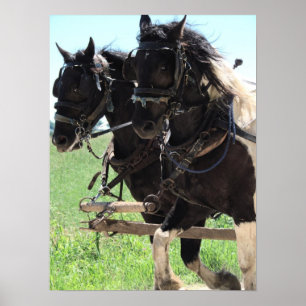 Pinto Draughts at Work Poster