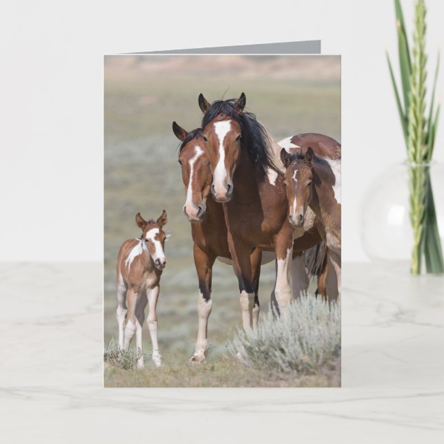 Pinto Family Wild Horse Greeting Card (Front)