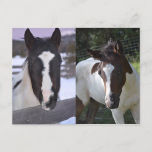pinto filly Shasta Postcard