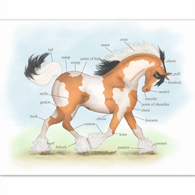 Pinto Gypsy Horse Educational Equine Anatomy Chart (Front)