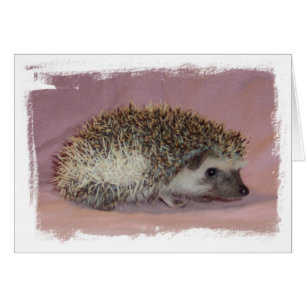 Pinto Hedgehog