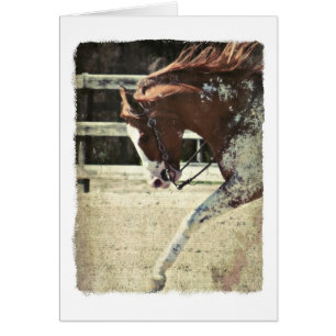 Pinto Horse Blank Inside Greeting Card