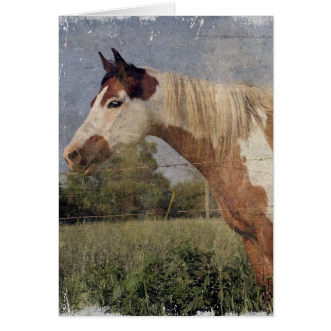 Pinto Horse Grunge (Front)