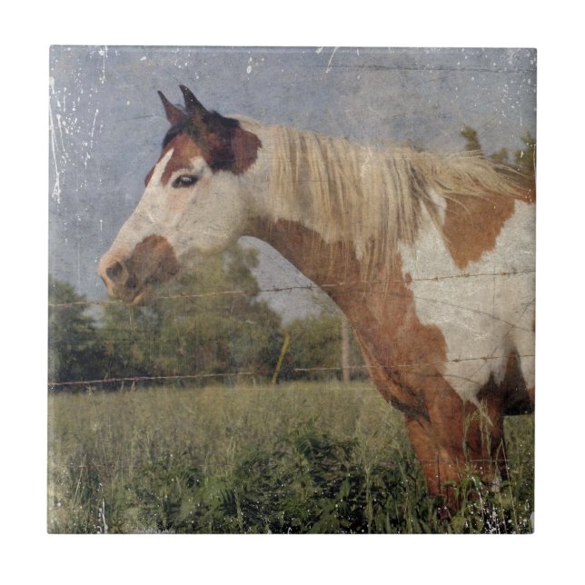 Pinto Horse Grunge Ceramic Tile (Front)