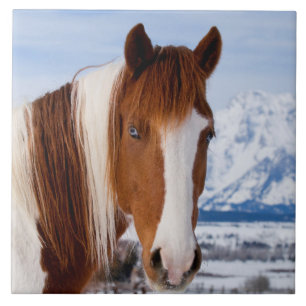 Pinto Horse Mount Moran in Winter Ceramic Tile