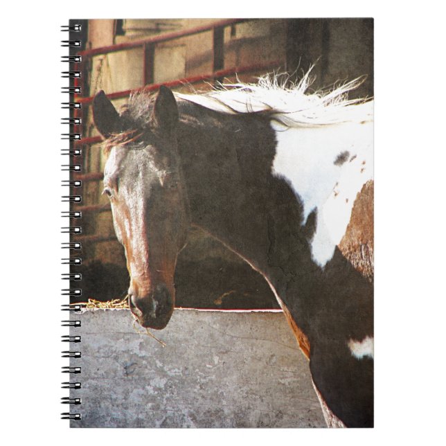 Pinto Horse Notebook (Front)