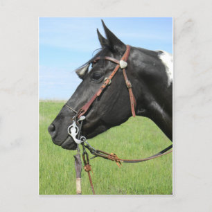 Pinto horse post card