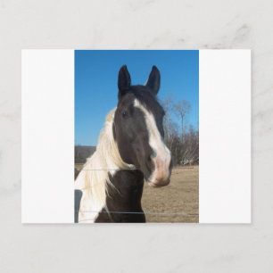 Pinto Horse Postcard