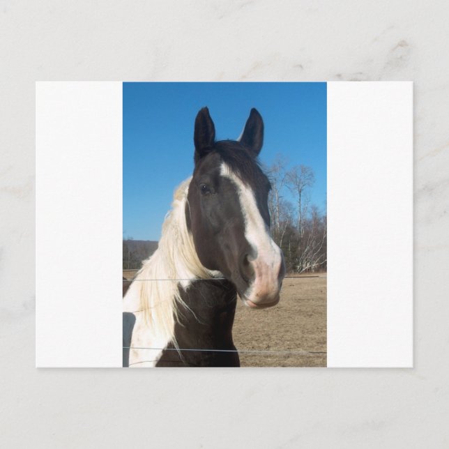 Pinto Horse Postcard (Front)