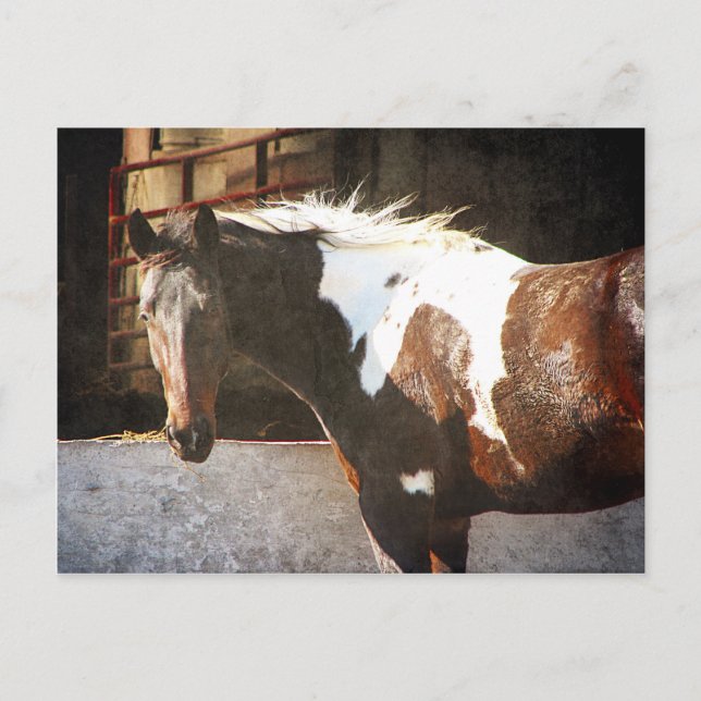 Pinto Horse Postcard (Front)