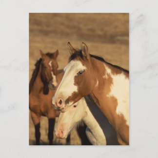 Pinto in Herd Postcard