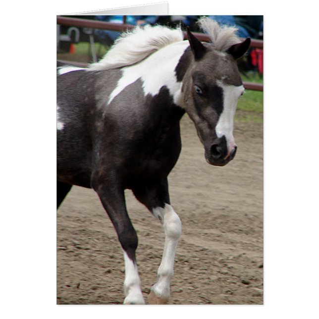 Pinto Mini Horse (Front)