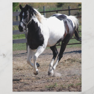 Pinto Paint Horse