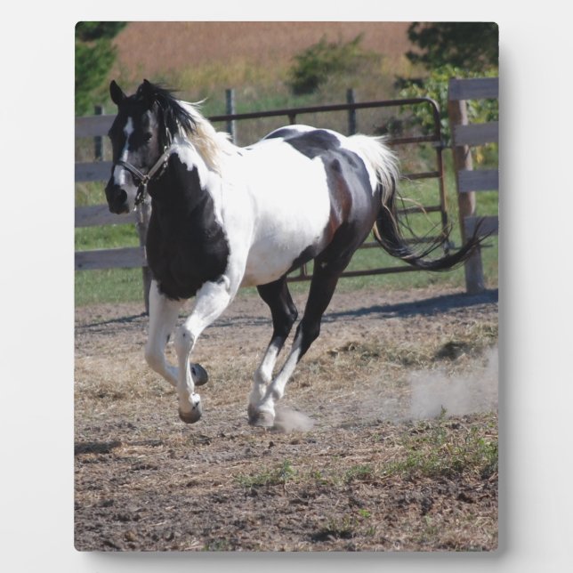 Pinto Paint Horse Plaque (Front)