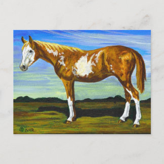 Pinto/Paint Horse Postcard
