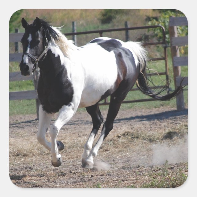 Pinto Paint Horse Square Sticker (Front)