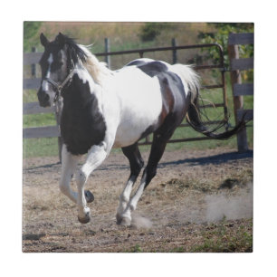 Pinto Paint Horse Tile