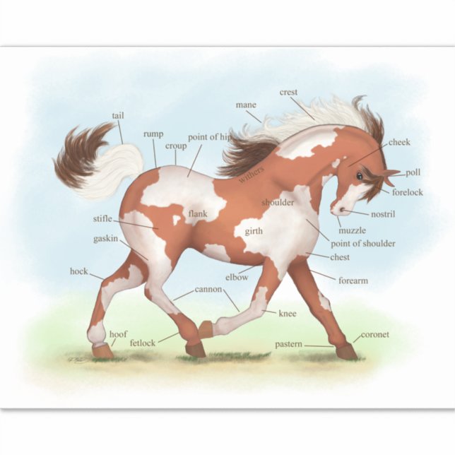 Pinto Pony Horse Educational Equine Anatomy Chart (Front)