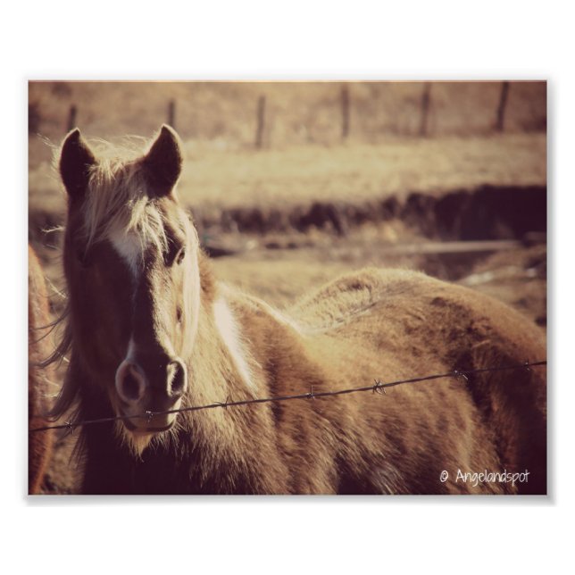 Pinto Pony Photo Print (Front)