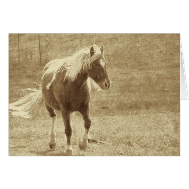 Pinto Pony Sepia (Front Horizontal)