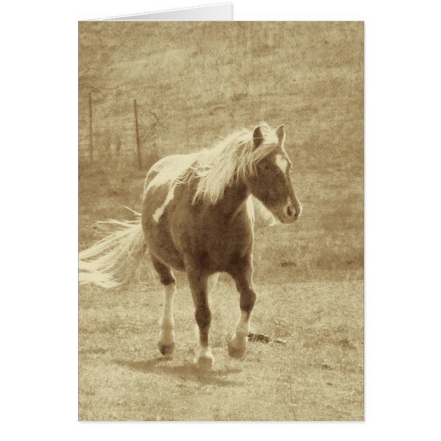Pinto Pony Sepia, Father's Day (Front)