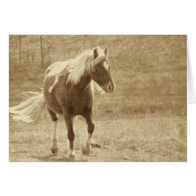 Pinto Pony Sepia Grunge (Front Horizontal)