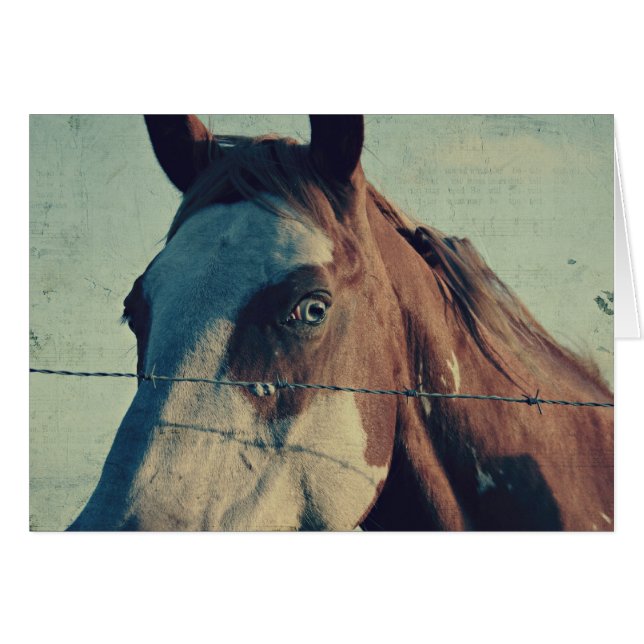 Pinto Song (Front Horizontal)