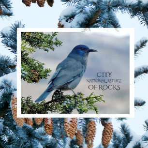 Pinyon Jay on Utah Juniper, City of Rocks , ID Postcard
