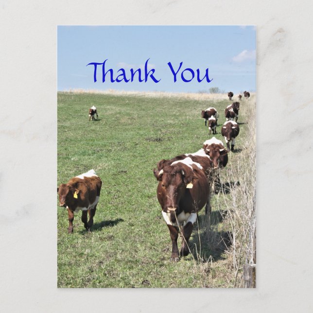Pinzgauer Cattle 8371 blank Postcard- customise Postcard (Front)