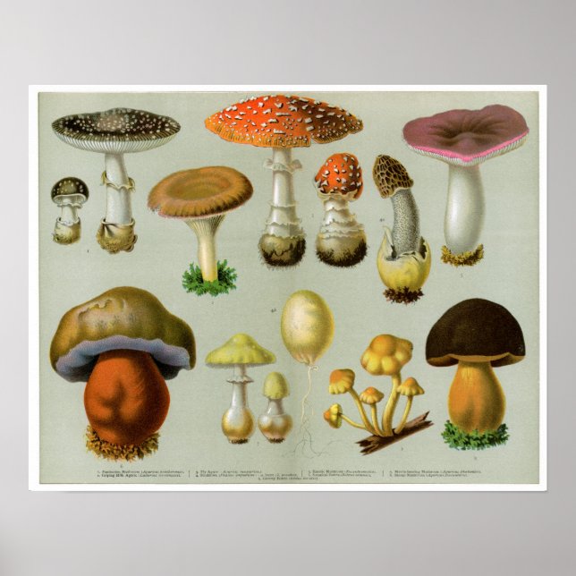 Piosonous Fungi - Mushrooms and Toadstools Poster (Front)
