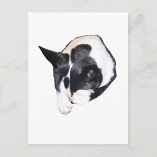 Piper - Sleeping Postcard