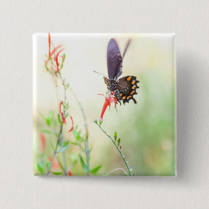 Pipevine butterfly in afternoon light 15 cm square badge