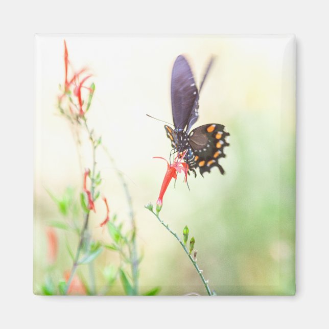Pipevine butterfly in afternoon light magnet (Front)