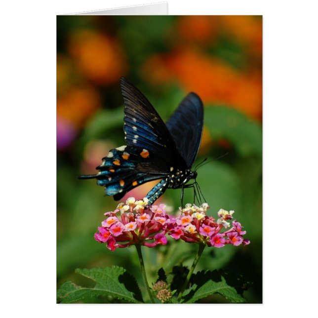 Pipevine Swallowtail Butterfly (Front)