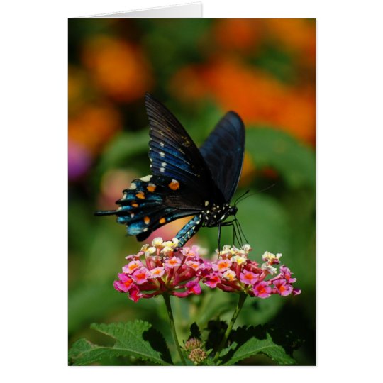 Pipevine Swallowtail Butterfly Card