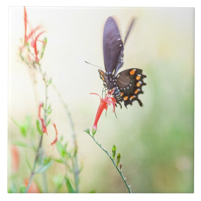 Pipevine  Swallowtail butterfly in afternoon light Ceramic Tile (Front)