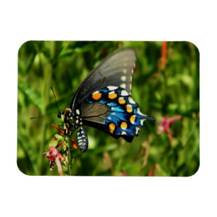Pipevine swallowtail butterfly magnet