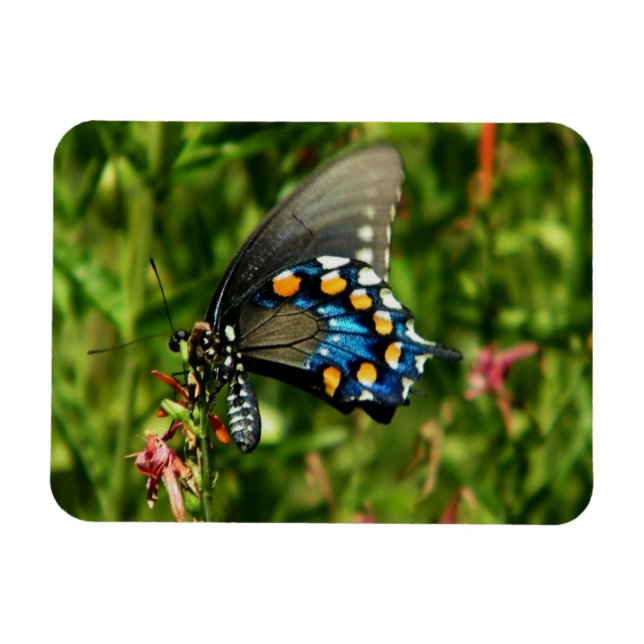 Pipevine swallowtail butterfly magnet (Horizontal)