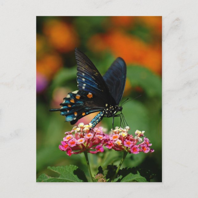 Pipevine Swallowtail Butterfly Postcard (Front)