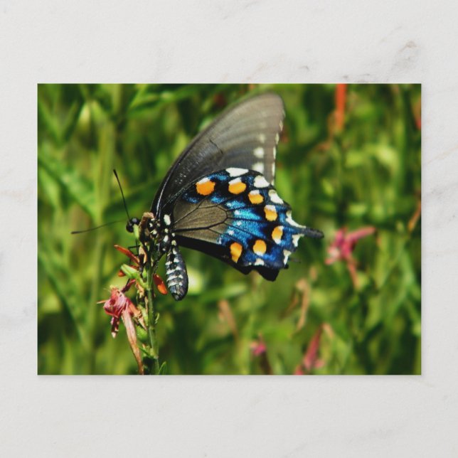 Pipevine swallowtail butterfly postcard (Front)