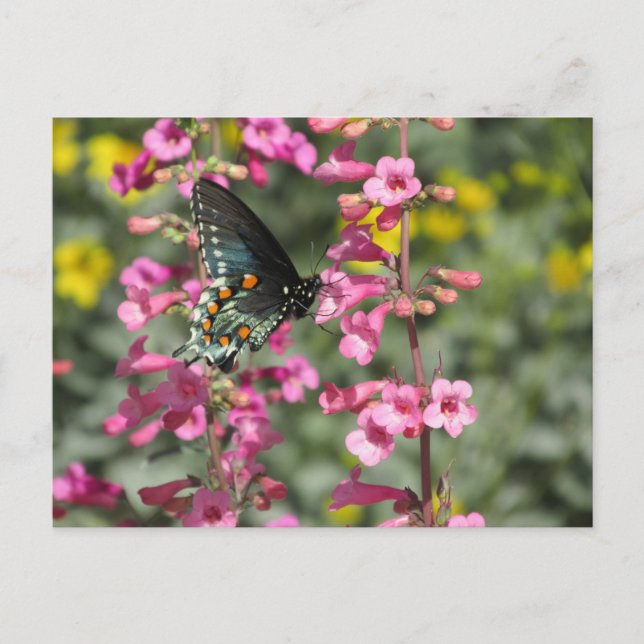 Pipevine Swallowtail Butterfly Postcard (Front)