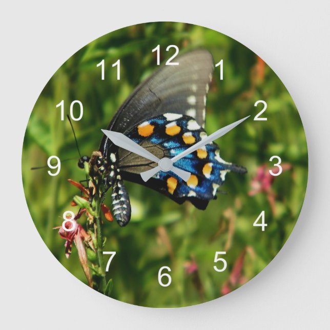 Pipevine Swallowtail Large Clock (Front)