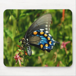 Pipevine Swallowtail  Mouse Pad