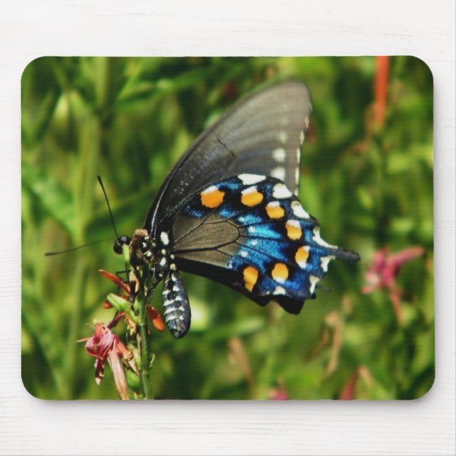 Pipevine Swallowtail  Mouse Pad (Front)