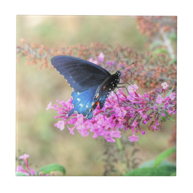 Pipevine Swallowtail on Butterfly Bush Ceramic Tile (Front)