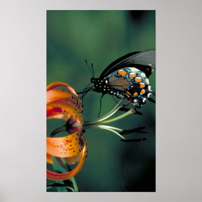 Pipevine Swallowtail Poster (Front)