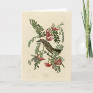 Piping Flycatcher from Audubon's Birds of America Card