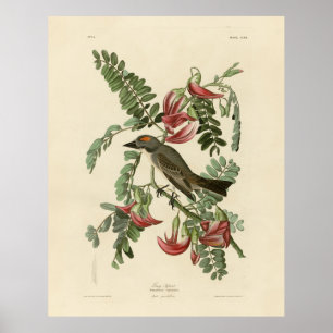 Piping Flycatcher from Audubon's Birds of America Poster