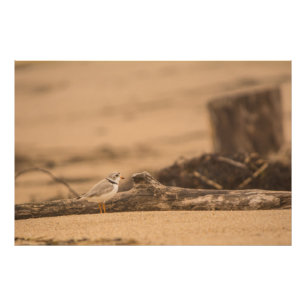 Piping Plover 36 x 24 Kodak Pro Photo (Satin) Print