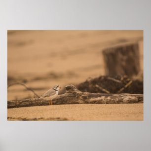 Piping Plover 36 x 24 Value Poster Paper (Matte)